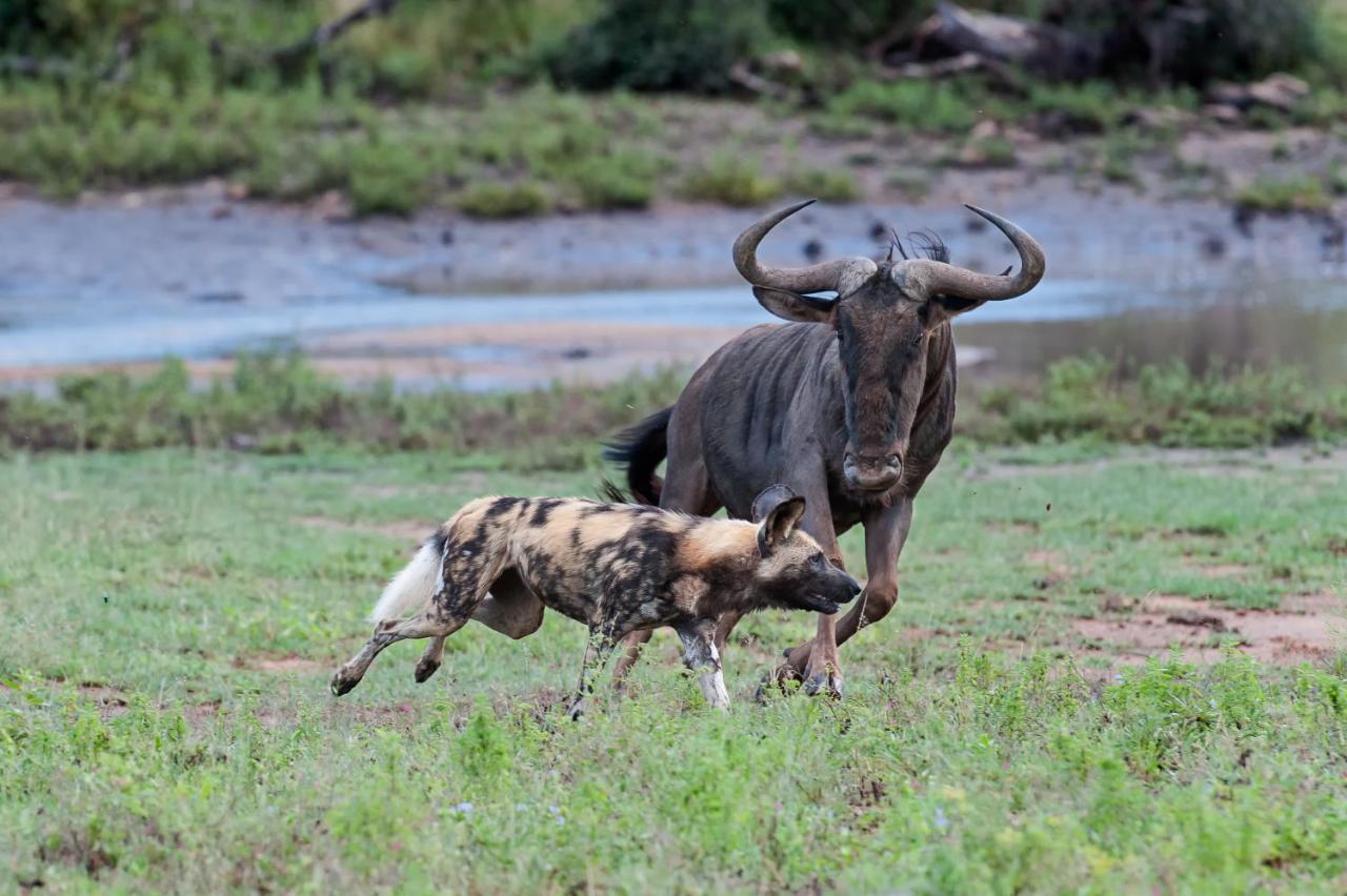 Pondoro Game Lodge Rezervace Balule Exteriér fotografie